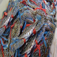 大连海鲜活体空运